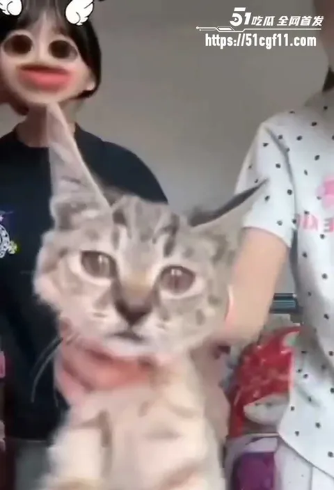 快手两个女生虐猫 4 拷贝 快手两个女生虐猫 4 拷贝