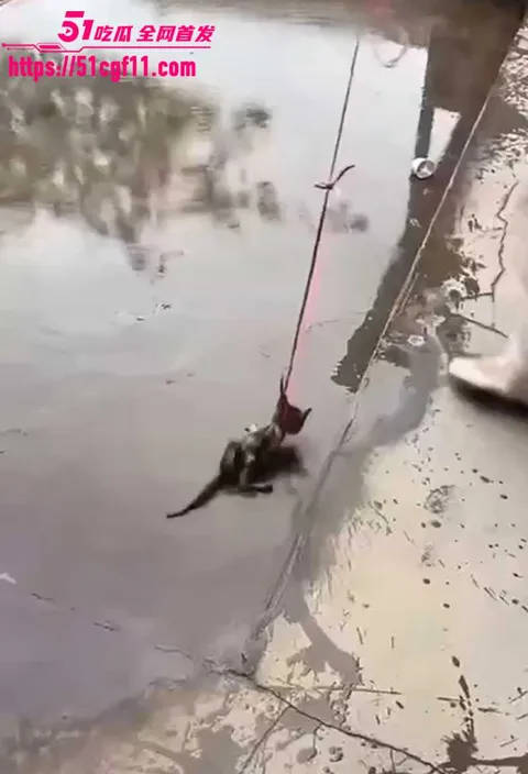 快手两个女生虐猫 9 拷贝 快手两个女生虐猫 9 拷贝