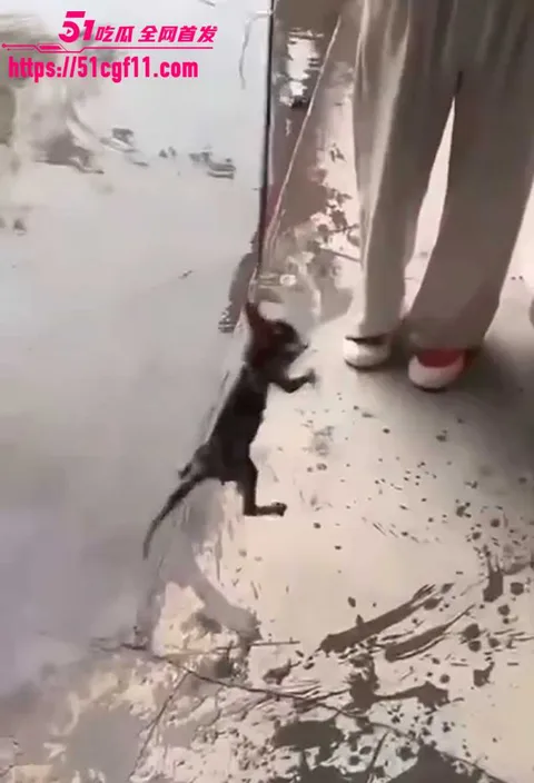 快手两个女生虐猫 10 拷贝 快手两个女生虐猫 10 拷贝